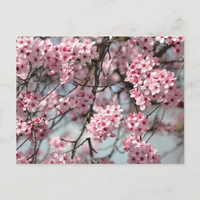 Cherry Blossom Tree Postcard (Front)