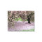 cherry blossom tree three panel wrapped canvas