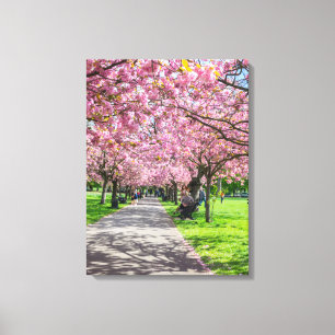 Cherry blossom view canvas print