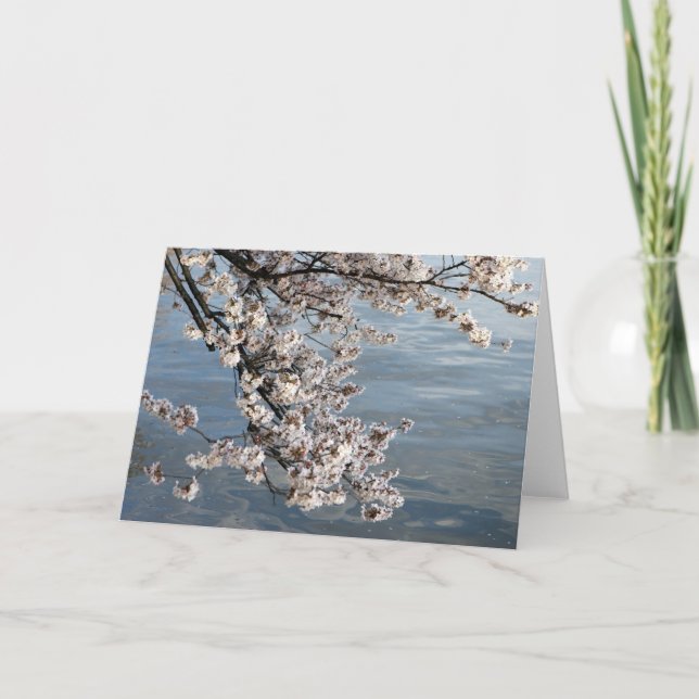 cherry blossom Washington DC Card (Front)
