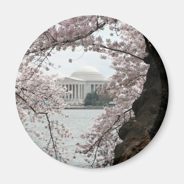 Cherry Blossom Washington DC Magnet (Front)