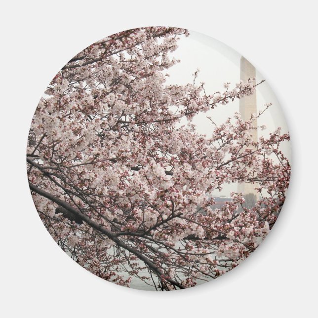 Cherry Blossom Washington DC Magnet (Front)