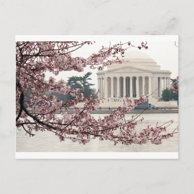 Cherry Blossom Washington DC Postcard (Front)