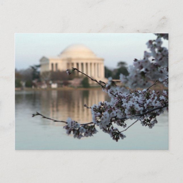 Cherry Blossom Washington DC Postcard (Front)