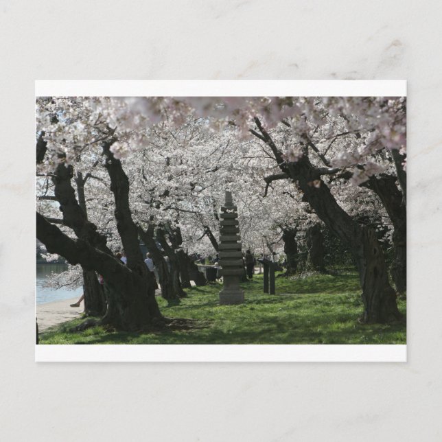 Cherry Blossom Washington DC Postcard (Front)