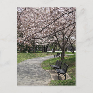 Cherry Blossom Washington DC Postcard