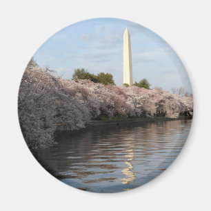 Cherry Blossom Washington monument Magnet
