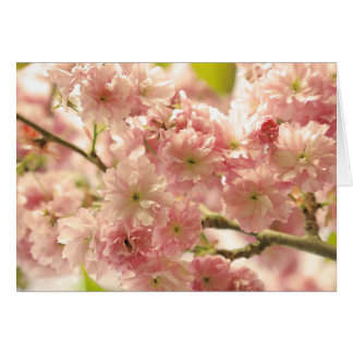 Cherry Blossoms