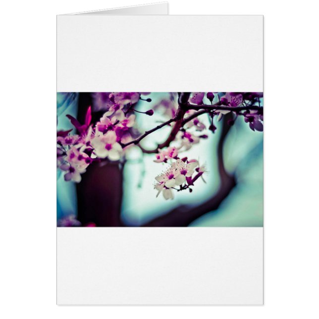 Cherry Blossoms (Front)