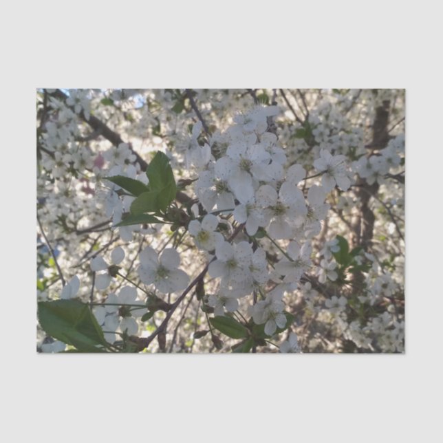 Cherry blossoms 10lb Tissue Paper, White Paper (Front)