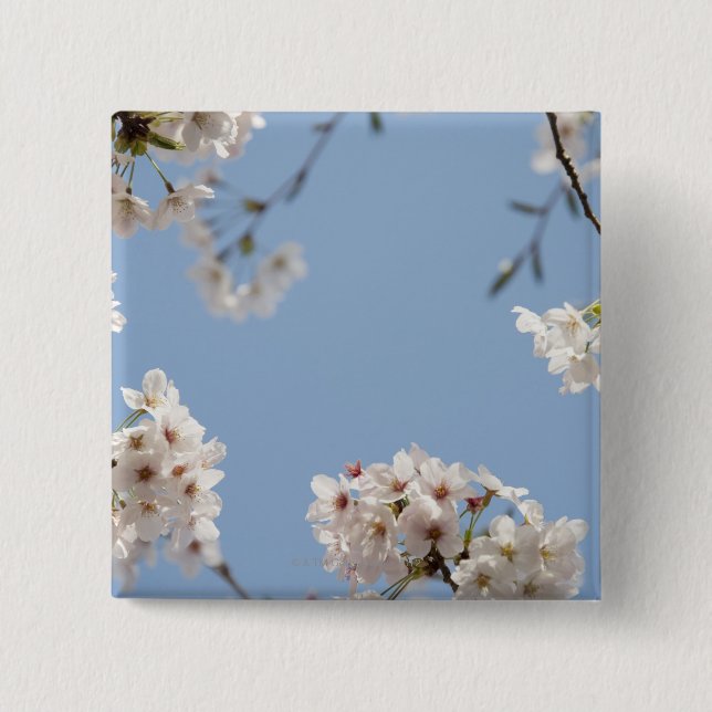 Cherry blossoms 15 cm square badge (Front)