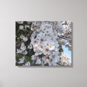 CHERRY BLOSSOMS #2 ON CANVAS 20 "x 16" Print