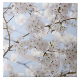 Cherry blossoms 2 tile