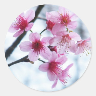 Cherry Blossoms - A Classic Round Sticker
