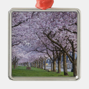 Cherry blossoms along Willamette river, USA Metal Tree Decoration