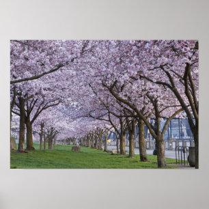 Cherry blossoms along Willamette river, USA Poster