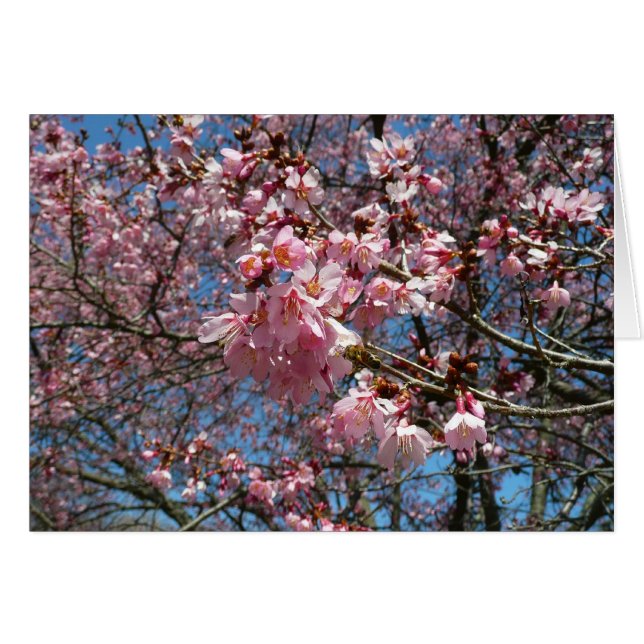 Cherry Blossoms and Bee Pink Spring Flowers (Front Horizontal)