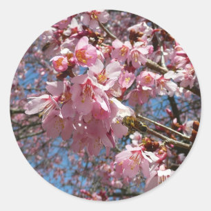 Cherry Blossoms and Bee Pink Spring Flowers Classic Round Sticker