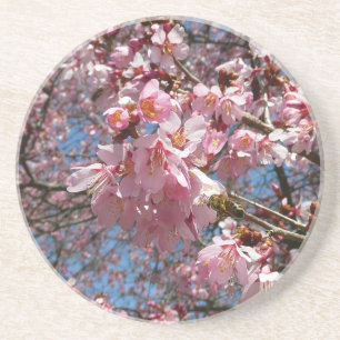 Cherry Blossoms and Bee Pink Spring Flowers Coaster