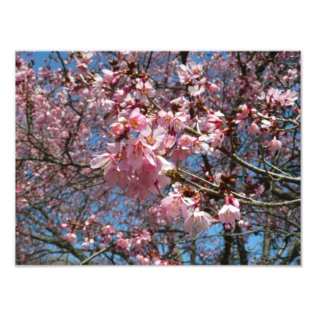 Cherry Blossoms and Bee Pink Spring Flowers Photo Print (Front)