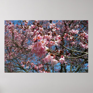 Cherry Blossoms and Bee Pink Spring Flowers Poster
