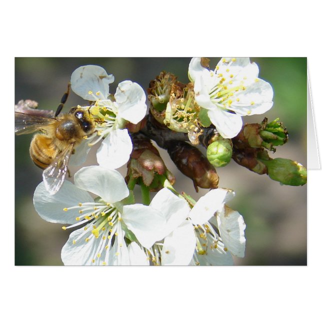 Cherry Blossoms and Bees (Front Horizontal)