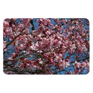 Cherry Blossoms and Blue Sky Spring Floral Magnet