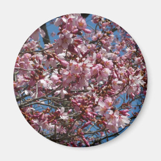 Cherry Blossoms and Blue Sky Spring Floral Magnet