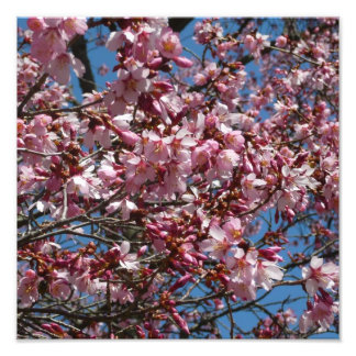 Cherry Blossoms and Blue Sky Spring Floral Photo Print