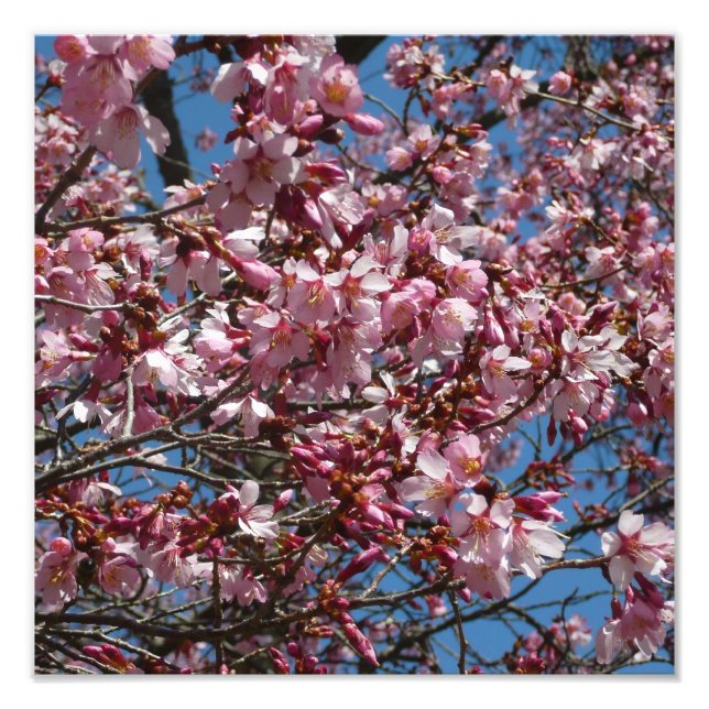 Cherry Blossoms and Blue Sky Spring Floral Photo Print (Front)