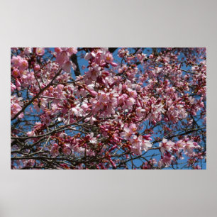 Cherry Blossoms and Blue Sky Spring Floral Poster