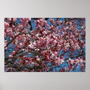 Cherry Blossoms and Blue Sky Spring Floral Poster