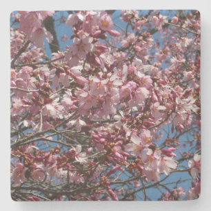 Cherry Blossoms and Blue Sky Spring Floral Stone Coaster