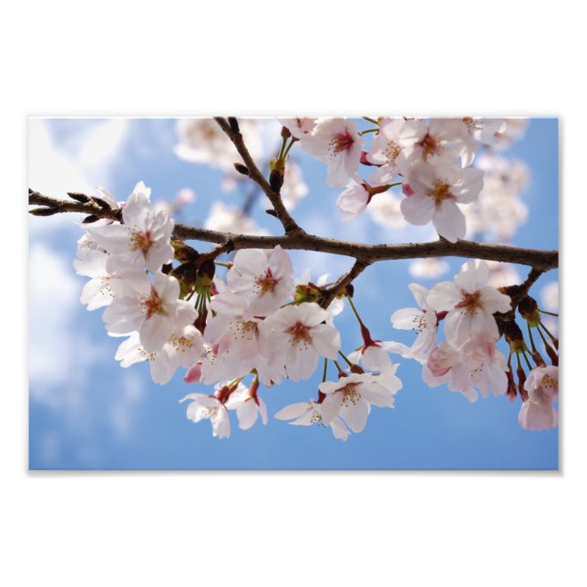 Cherry blossoms and light-blue sky photo print (Front)