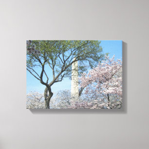 Cherry Blossoms and the Washington Monument in DC Canvas Print