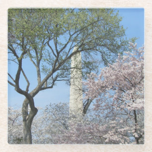 Cherry Blossoms and the Washington Monument in DC Glass Coaster