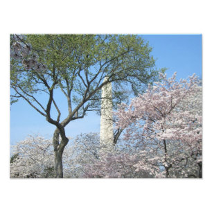 Cherry Blossoms and the Washington Monument in DC Photo Print