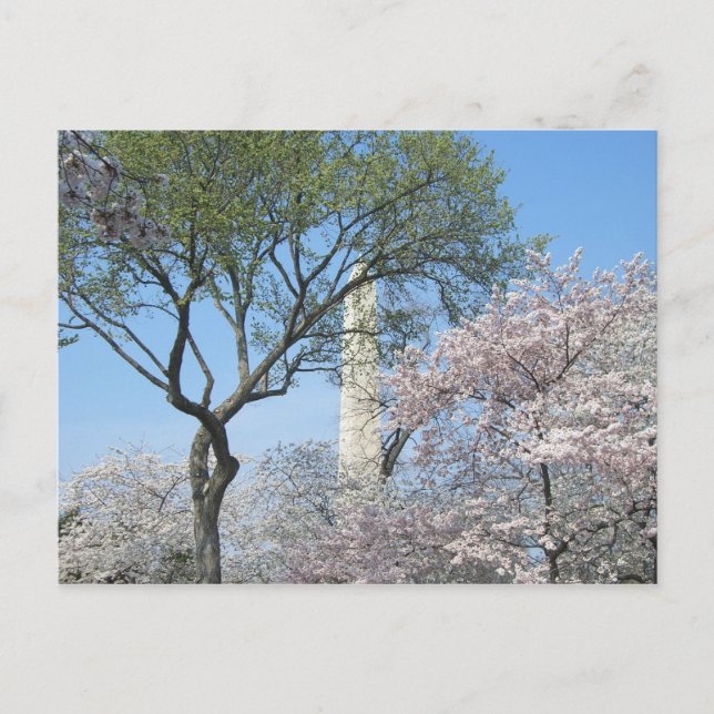 Cherry Blossoms and the Washington Monument in DC Postcard (Front)