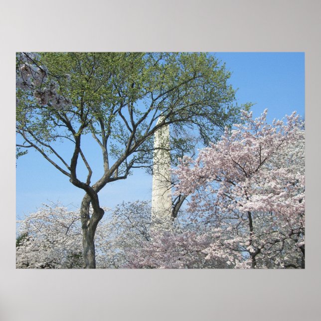 Cherry Blossoms and the Washington Monument in DC Poster (Front)