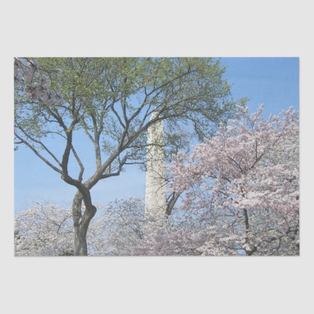 Cherry Blossoms and the Washington Monument in DC Tissue Paper (Front)