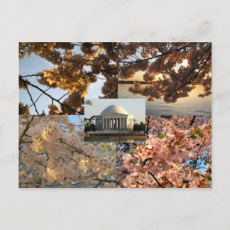 Cherry Blossoms at DC's Tidal Basin Postcard