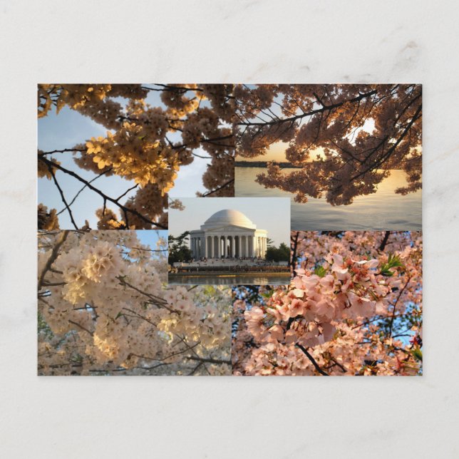 Cherry Blossoms at DC's Tidal Basin Postcard (Front)