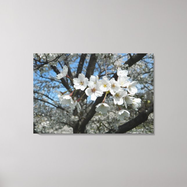Cherry Blossoms Branch Canvas Print (Front)