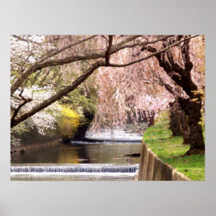 Cherry Blossoms by the Mill Stream Poster