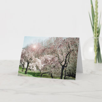 Cherry Blossoms Card
