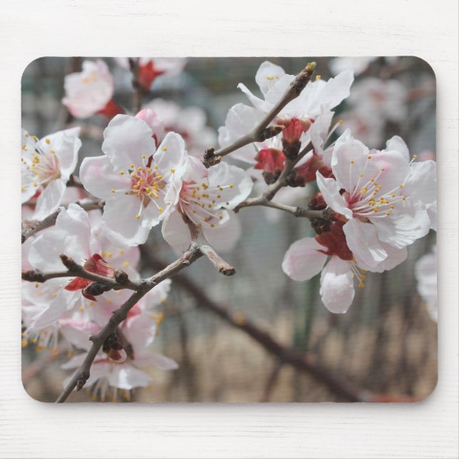 Cherry blossoms, cherry blossoms, Early spring Mouse Pad (Front)