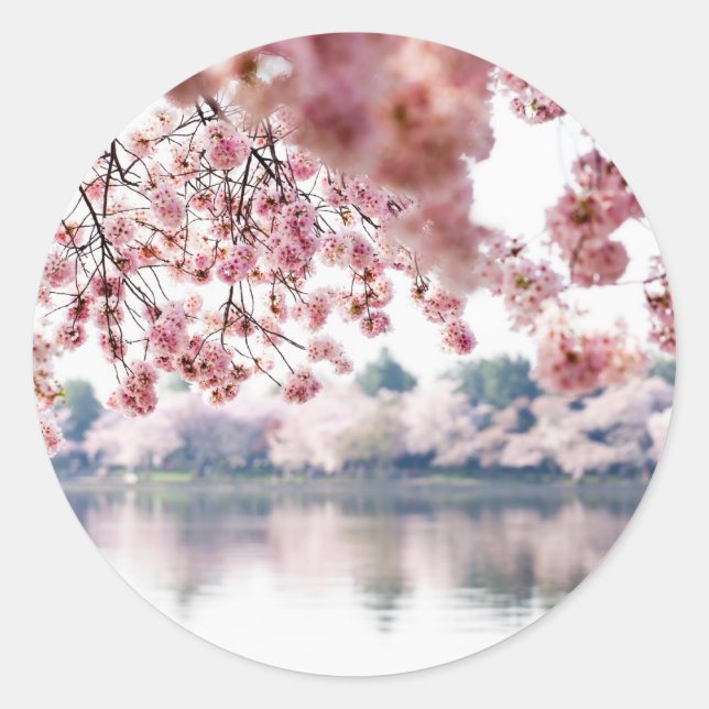 Cherry Blossoms Classic Round Sticker (Front)