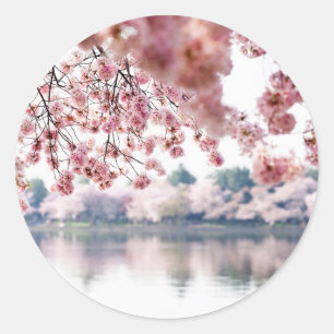 Cherry Blossoms Classic Round Sticker