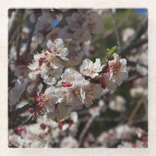 Cherry Blossoms Glass Coaster