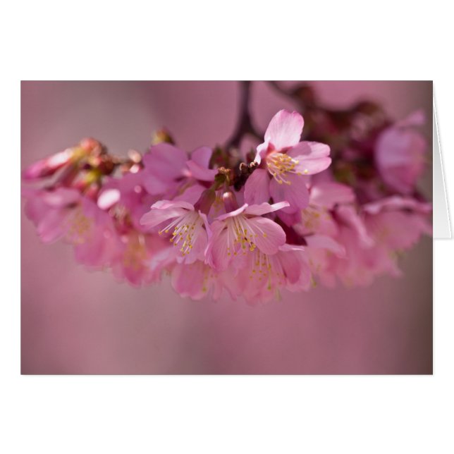 Cherry Blossoms Hot Spring  2012 Apparel  & Gifts (Front Horizontal)